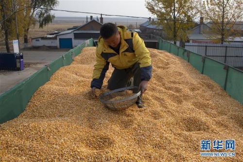 日前,黑龙江省宁安市秋收工作基本完成,粮食加工企业进入加工旺季.